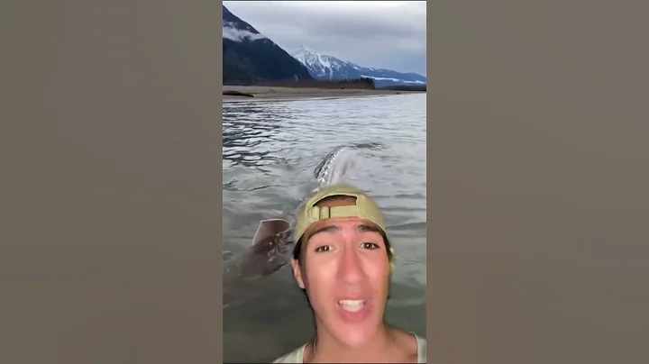 #shorts #sturgeon are an amazing and ancient group of fish! #fishtok #