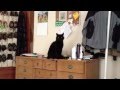 Teddy The Asshole Cat