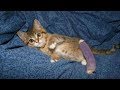 Котенок со сломанной лапкой спас человека