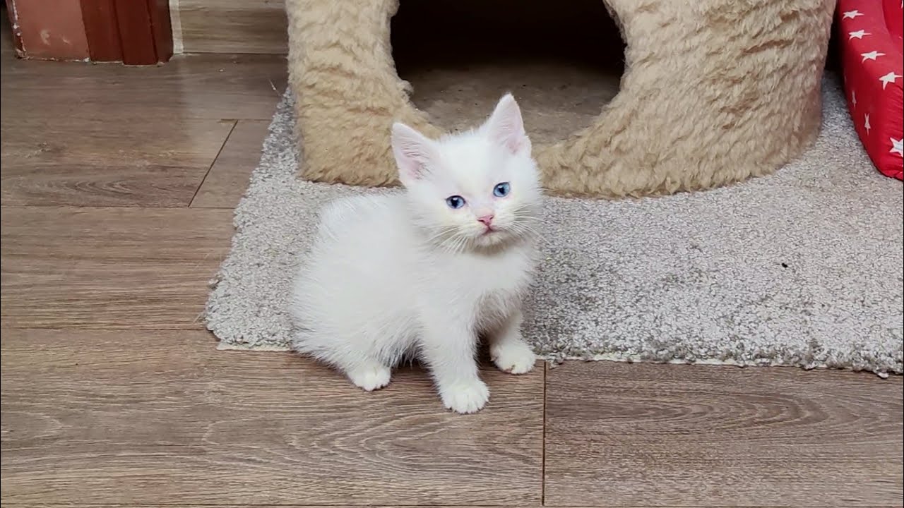 Котенок Дино весело играет. Кошка-мать и котенок Дино.