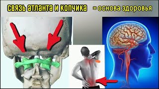 картинка: Нарушение связи (атлант + копчик) = деградация спины и шеи. Упражнения