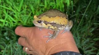 Funny first look at the frog | Catching a frog wants to laugh | Catch a frog for funny frog | part 3