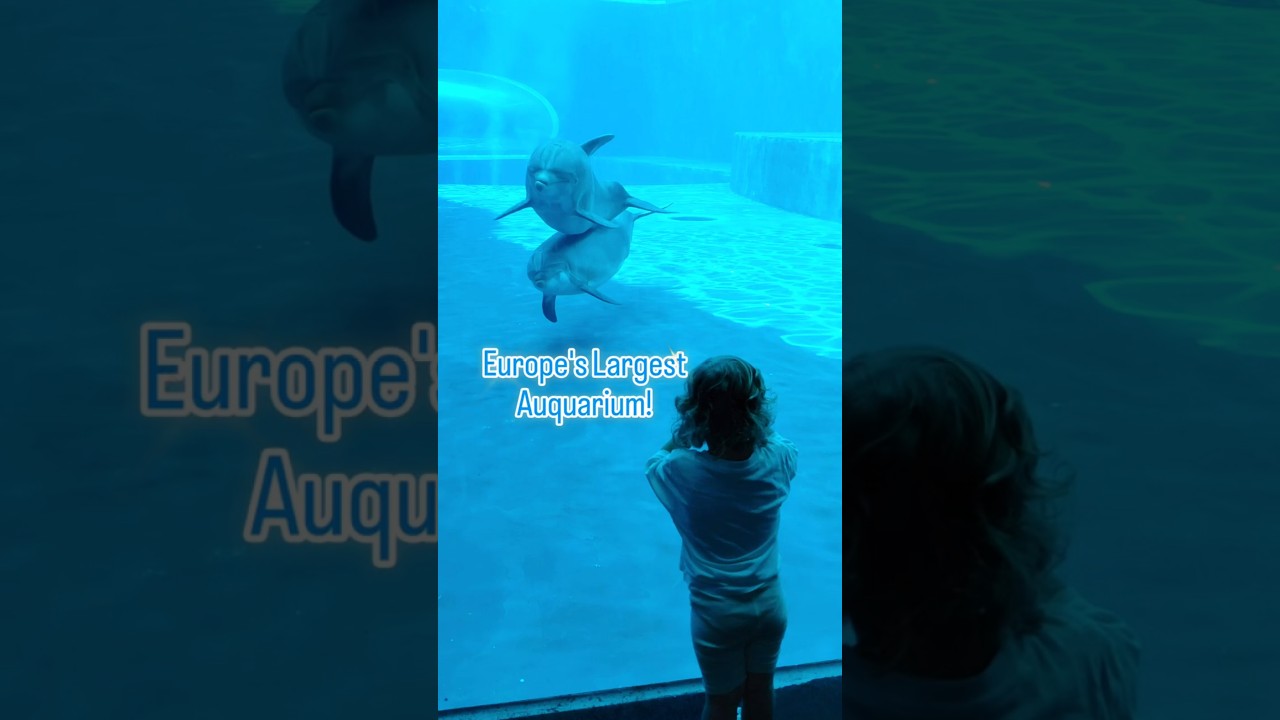 We LOVED the Acquario di Genova Aquarium on our MSC cruise port day #mscworldeuropa # #msccruise