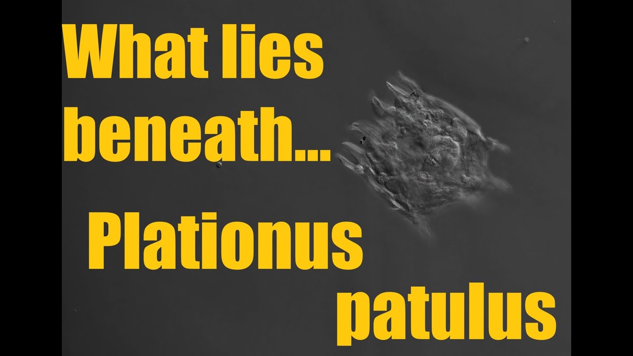 Plationus Patulus Up Close!