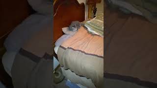 Python Cat Test