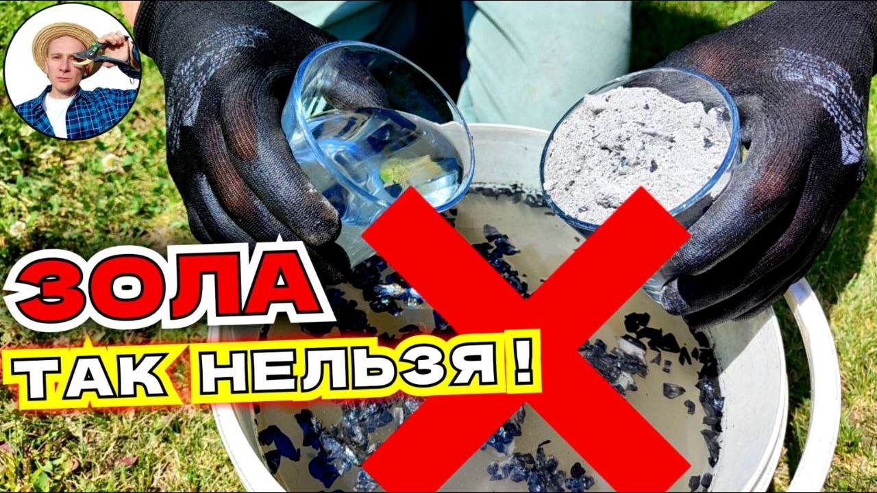 Используй ЗОЛУ Правильно: 4 Летних Подкормки Золой