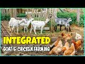 Integrated Goat And Chicken Farming Maximizing Efficiency And Profitability Integrated Goat And Chicken Farming Maximizing Efficiency And Profitability