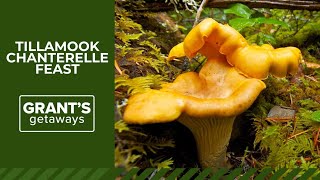 A chanterelle feast harvested in Tillamook State Forest