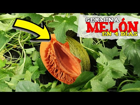 Video: ¿Cuánto tiempo tarda el melón en germinar?