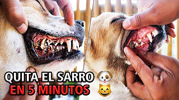 ¿Cómo puedo eliminar la placa de los dientes de mi perro en casa?