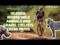 Fatpigeon in uganda where wild animals meet gravel cyclists