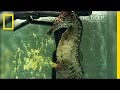 Watch a Seahorse Give Birth to 2,000 Babies | National Geographic