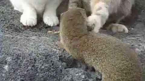 mongoose vs cat