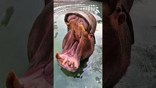 😱🦛 Hungry Hippo’s Funny Food Confusion! Pumpkin Ring vs Juicy Watermelon 🍉😂