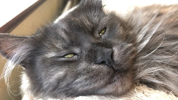 Video 11203811: maine coon cat black, beautiful maine coon cat, maine coon cat meets, maine coon girl, cat feline