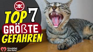 7 tödliche Gefahren für Katzen, wenn wir NICHT zuhause sind