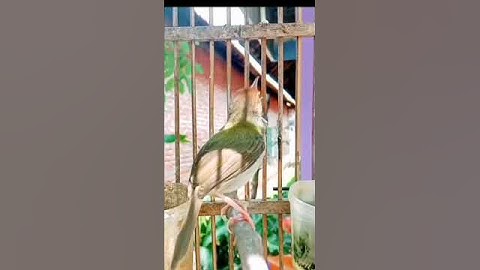 suara prenjak lumut gacor#shorts