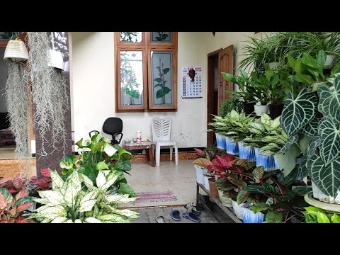 Video: Bunga Mallow - tanaman hias di rumah pedesaan Anda