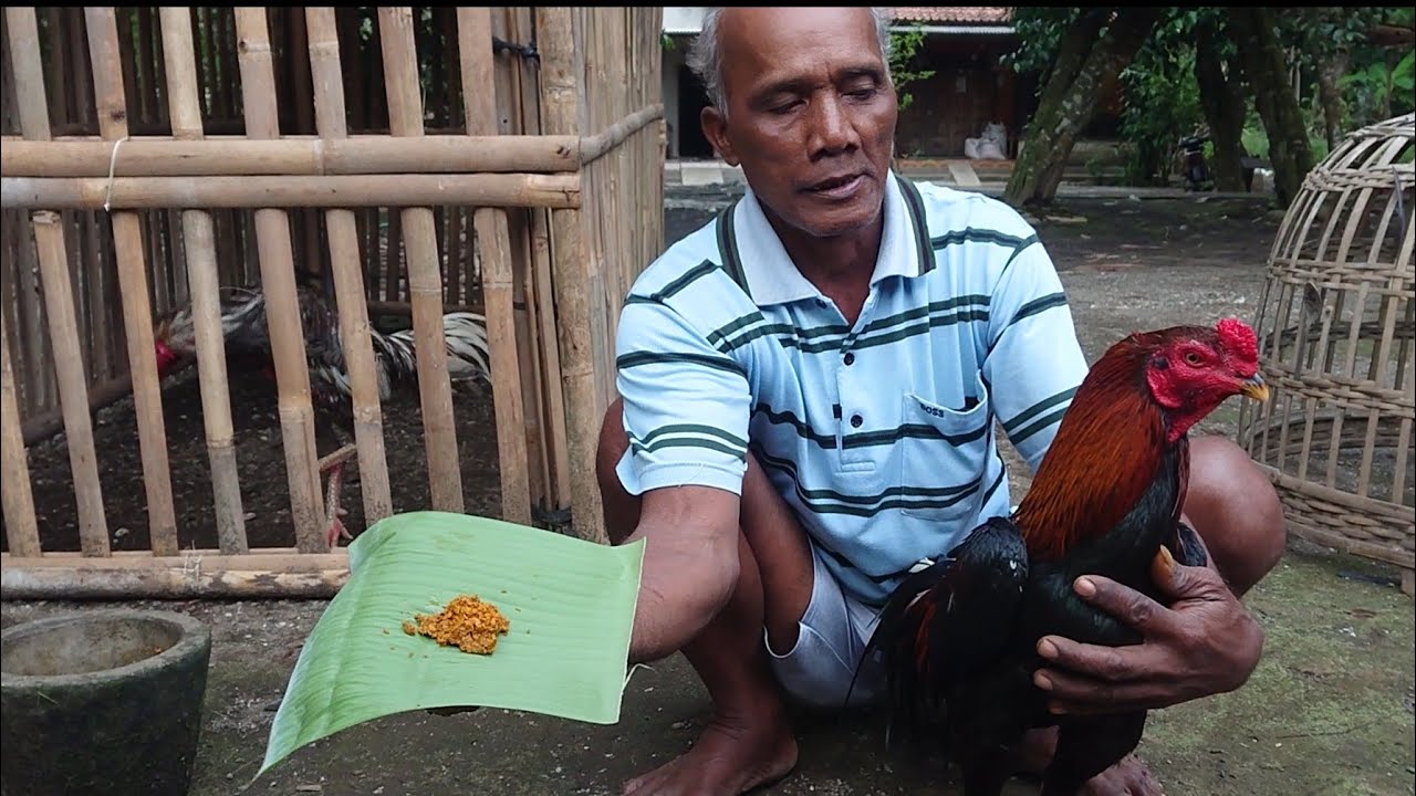 How to strengthen chicken legs using turmeric YouTube