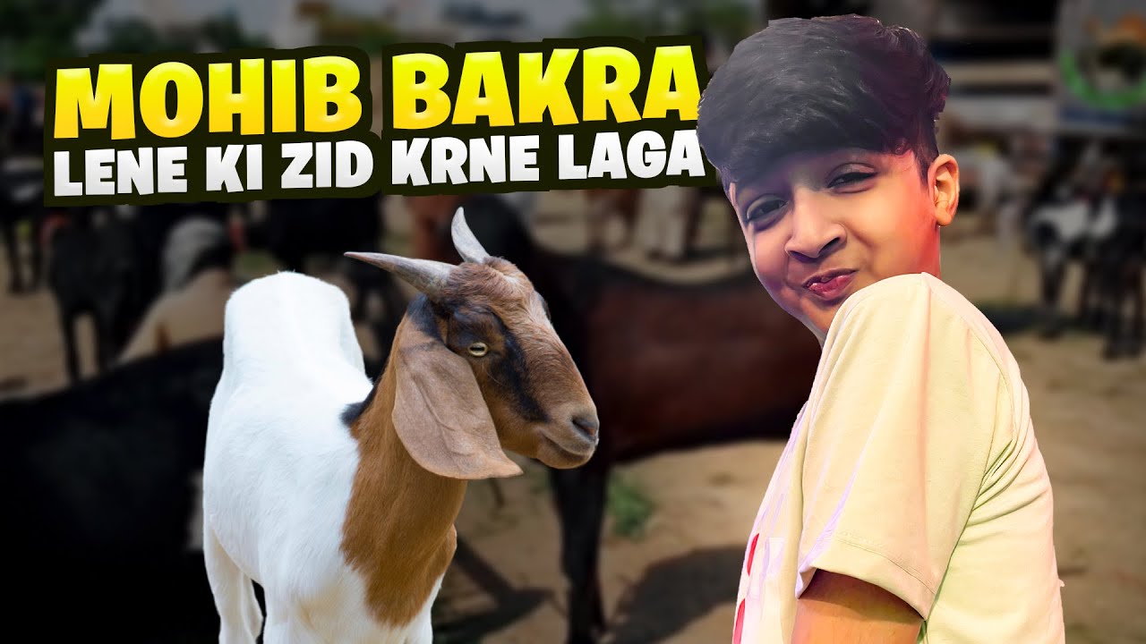 Mohib Bakra lene Ki Zid  Krne laga 🦌🦌