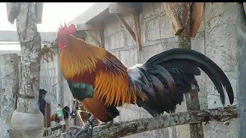 qaib qus f2 qua zoo tiag 2