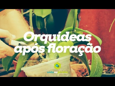Vídeo: Como Cuidar Das Orquídeas Após A Floração