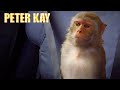 Monkey On The Car! | Car Share | Peter Kay #Shorts