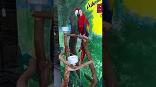 Heidi Fleiss Parrot Diary 38 Pahrump Nevada