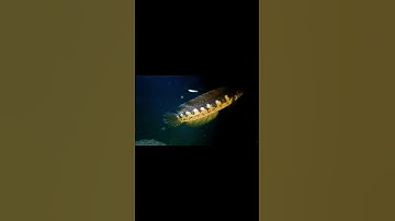 Thumbnail of auranti jumbo #channa  #auranti #aurantimaculata #channaauranti