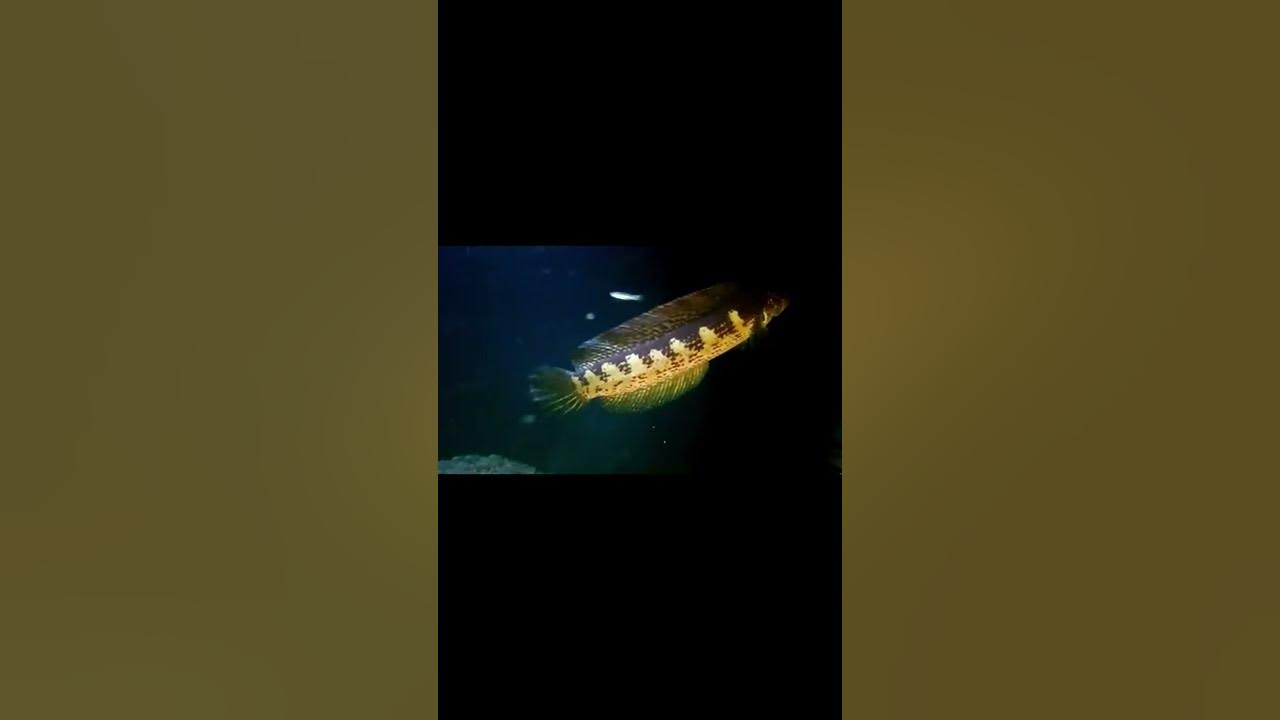 auranti jumbo #channa  #auranti #aurantimaculata #channaauranti