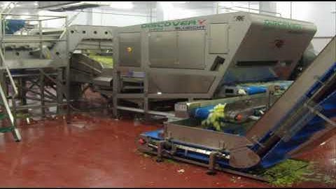 Lettuce Sorting - Discovery sorting machine | RAYTEC VISION SpA