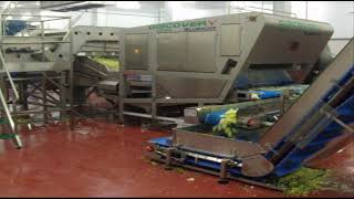 Lettuce Sorting - Discovery sorting machine | RAYTEC VISION SpA