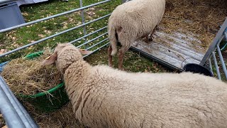 Wenn Heimat schmeckt: Genussmarkt im Limeskastell begeistert Besucher