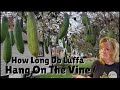 How To Grow & Harvest Luffa Gourds In Cold Weather / How To Grow Luffa In A Cold Climates