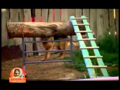 Видео: Ветмедин - Гэрийн тэжээвэр амьтан, нохой, муурны эм, жороор олгох жагсаалт