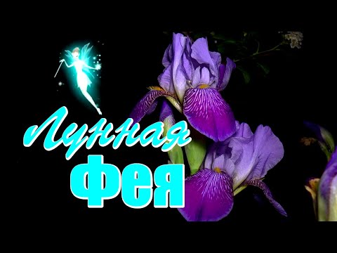 Волшебной ночи вам, добрых и приятных снов!