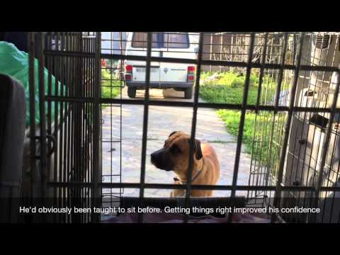 How to handle an aggressive dog