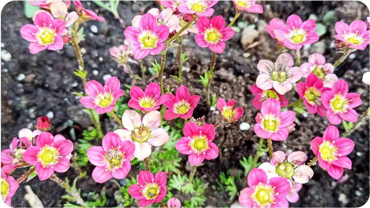 Ездили в питомник за саженцами. Начинаем пахать и высаживать цветы и ...