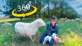 360 Virtual Sheep Farm Training | Caring for Newborn Lambs