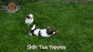 Lively Shih Tzu Puppies