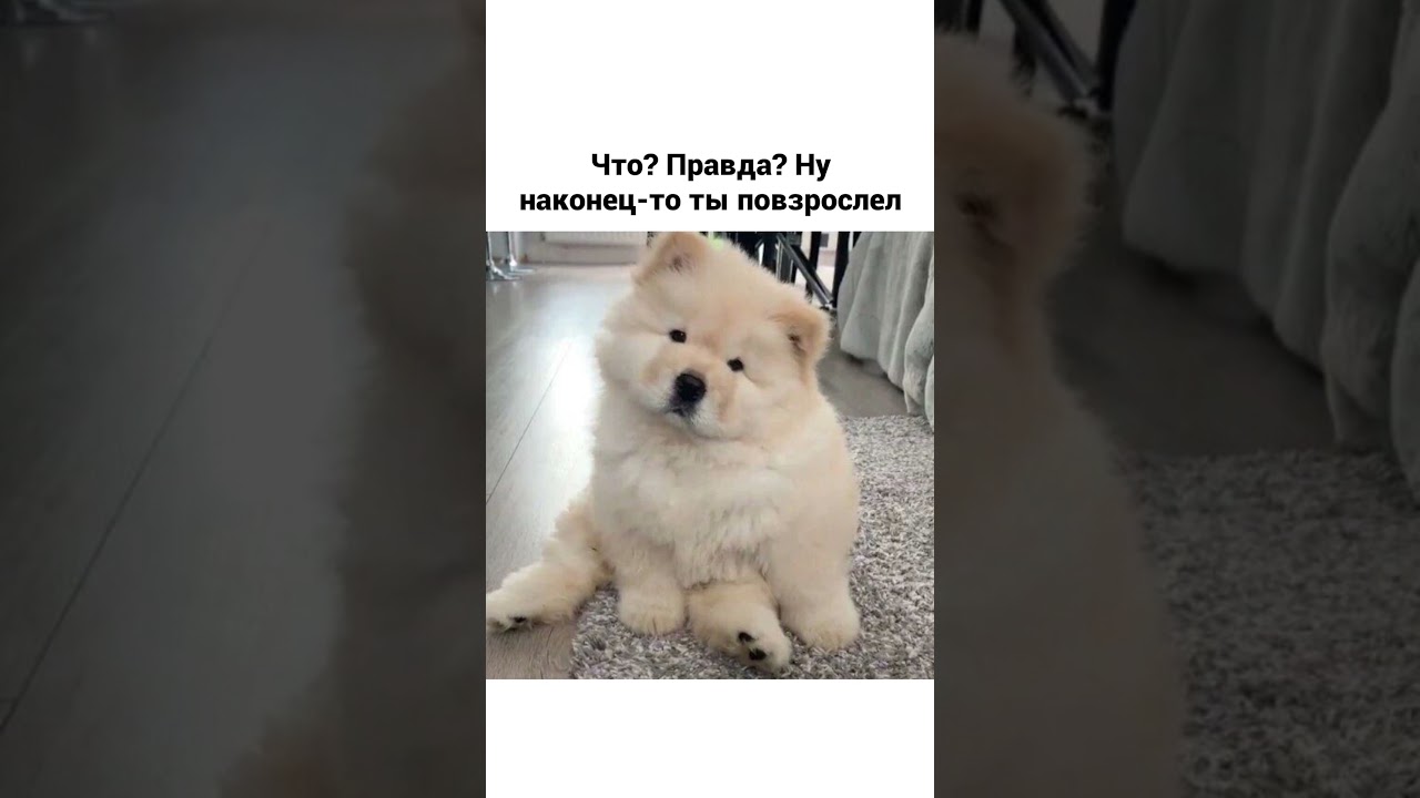 Мем про совет