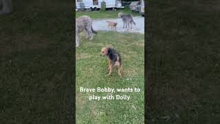 Playtime Inclusion: Dolly the Deerhound Bonds with Little Bob #lakelandterrier #deerhound #dogs