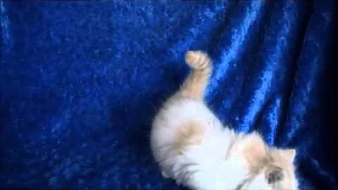 Video 1100821: kitten ragdollkittens, mink kitten, bicolor mink, mink male, kitten red, kitten adoption