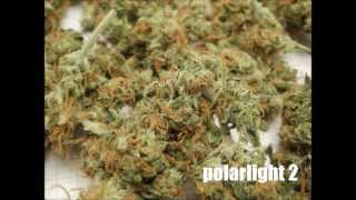 polarlight 2 weed budshots