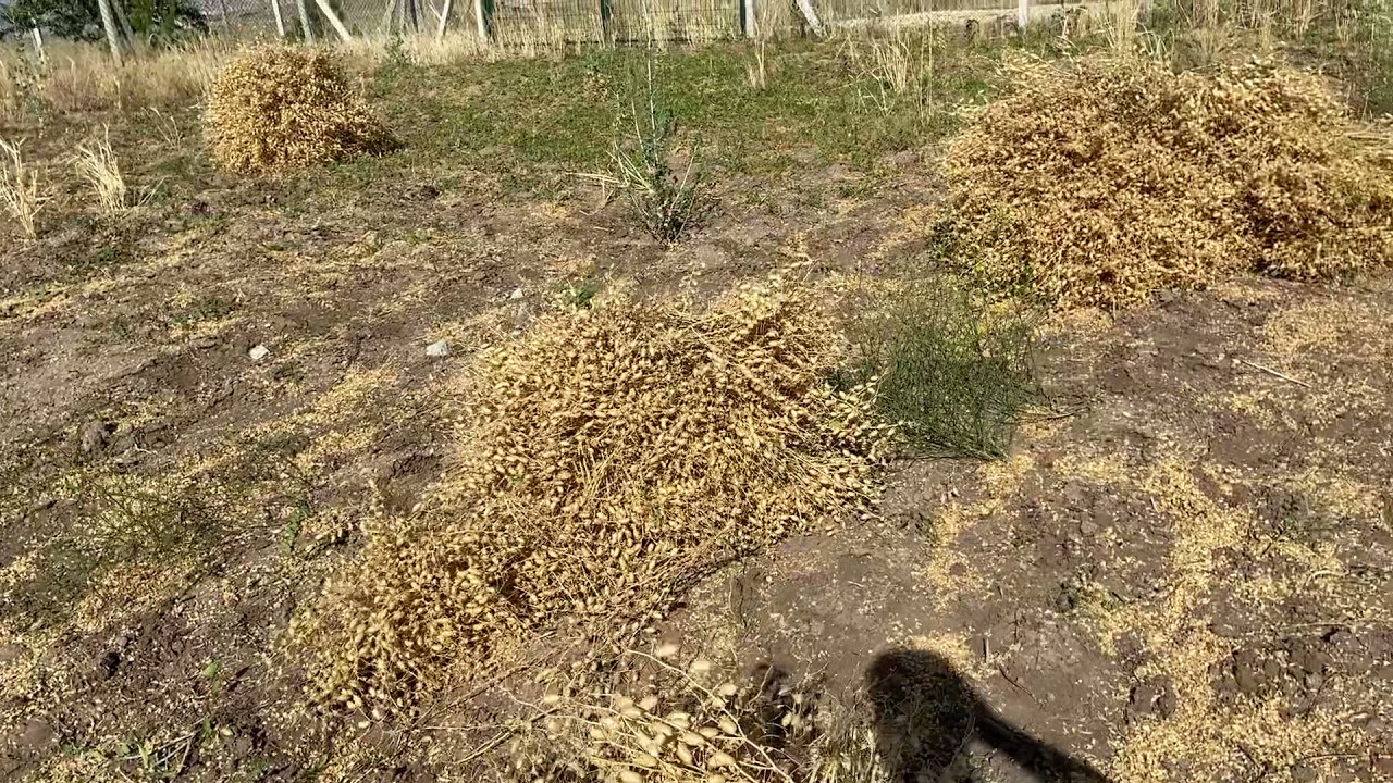 El ile nohut yolumu ve hasata dair