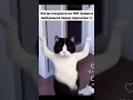 #cat #spring #кот #юмор #котик #kitten #pets #цветы #catlover #мем #видео #видосики