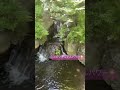 見るだけで幸せになれる動画 ⭐︎ シロノヒトヒメ 寒川神社 神嶽山神苑