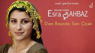 Esra ŞAHBAZ - Dam Başında Sarı Çiçek Resimi