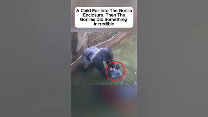 A child Fell into the gorilla enclosure #suspensestories #trendingshorts #viralshorts