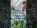 【ブロッコリー】収穫終わってるんじゃないの？#Shorts